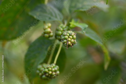 Wallpaper Mural Lantana plant fruits. It is flowering plants in the verbena family, Verbenaceae. The genus includes both herbaceous plants. Its other names  shrub verbenas, lantanas and lantana camara. Torontodigital.ca