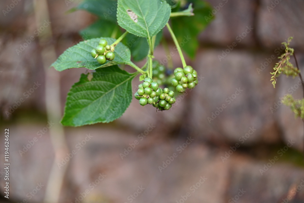 Lantana plant fruits. It is flowering plants in the verbena family, Verbenaceae. The genus includes both herbaceous plants. Its other names shrub verbenas, lantanas and lantana camara. Lantana plant fruits. It is flowering plants in the verbena family, Verbenaceae. The genus includes both herbaceous plants. Its other names shrub verbenas, lantanas and lantana camara.