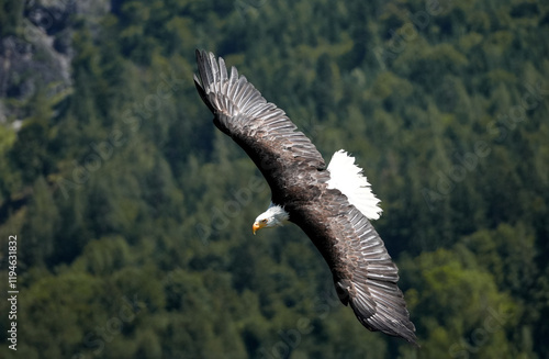 bald eagle in flight