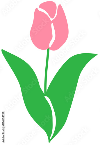 pink tulip isolated on white