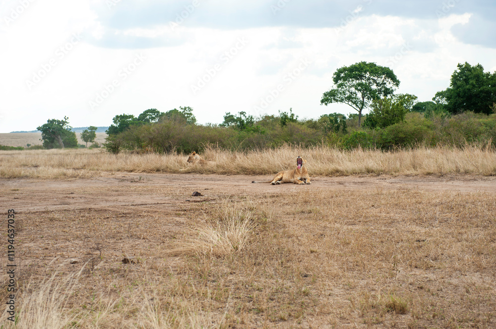 Fototapeta premium Lion in the savannah