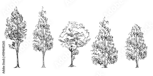 Hand drawing trees set vector illustration