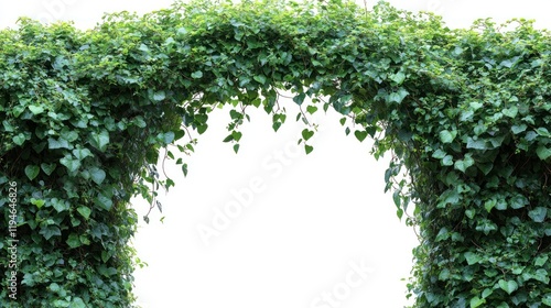 Lush green ivy archway framing a bright background, ideal for nature-themed designs and events