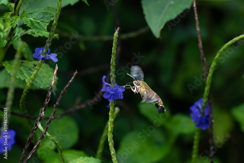 Wallpaper Mural The beautiful hummingbird hawk moth hovering in mid air with its wings outstretched, facing a cluster of blue flowers. The background is blurred , good depth of field. Torontodigital.ca