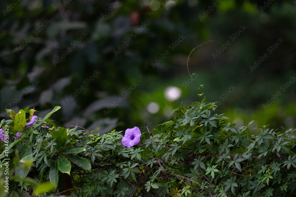 A cluster of vibrant purple flower blooming against a dark green, blurred background. The scene is bathed in soft, natural light, casting subtle shadows and highlighting the intricate details. A cluster of vibrant purple flower blooming against a dark green, blurred background. The scene is bathed in soft, natural light, casting subtle shadows and highlighting the intricate details.