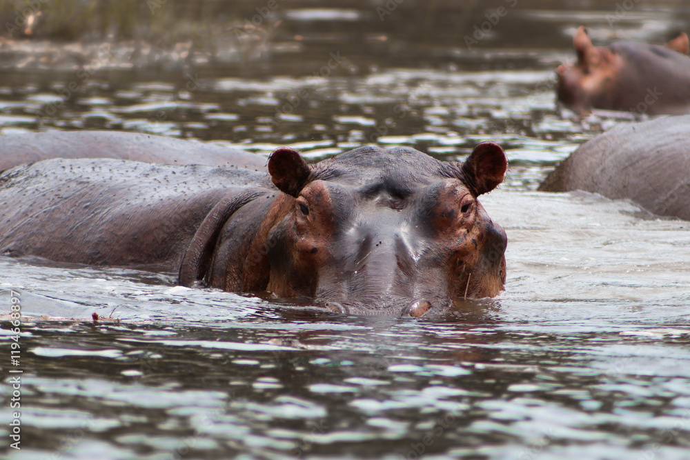 Wild angry hippo starring at the camera with its head above the water during boat safari in Murchison Falls National Park in Uganda. More hippos in the backgroungd. Wild angry hippo starring at the camera with its head above the water during boat safari in Murchison Falls National Park in Uganda. More hippos in the backgroungd.