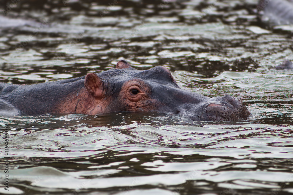 Wild hippo showing its ears, eyes and nostrils swimming in Nile rive during boat safari in Murchison Falls National Park in Uganda Wild hippo showing its ears, eyes and nostrils swimming in Nile rive during boat safari in Murchison Falls National Park in Uganda