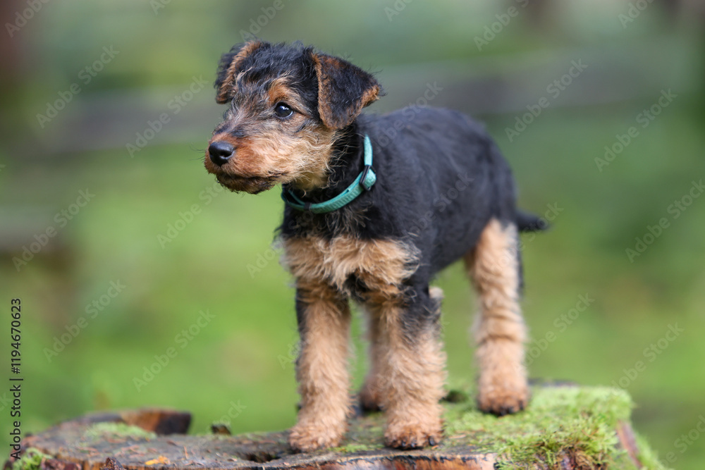 Playful young Welsh Terrier gundog hunting dog puppy is posing in the forest, looking straight at the camera. Playful young Welsh Terrier gundog hunting dog puppy is posing in the forest, looking straight at the camera.