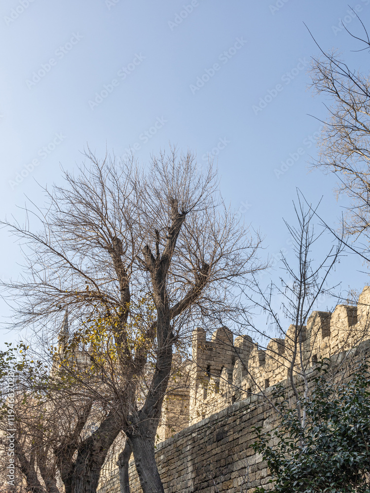 Trees in the old town, medieval castle walls Trees in the old town, medieval castle walls