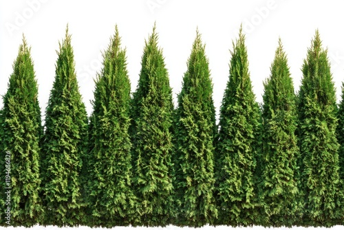 A row of green trees against a clean white background photo