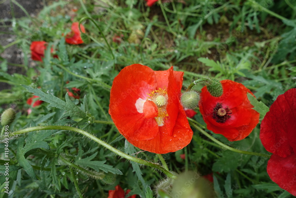 Bright red flowers of field poppy in June Bright red flowers of field poppy in June