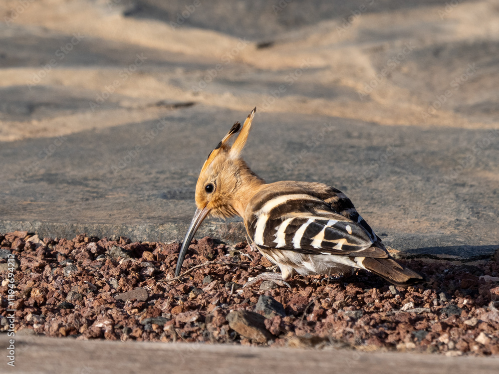 Obraz premium Wiedehopf