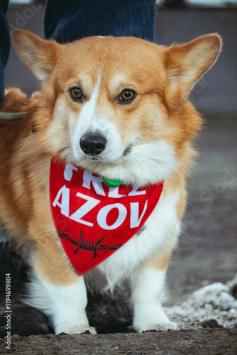 portrait of a dog during rally dedicated to POWs