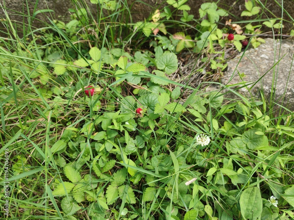 Wild strawberry in forest. Ripe red fruits of strawberry plant. Green natural background. Forest green meadow with wild strawberries Wild strawberry in forest. Ripe red fruits of strawberry plant. Green natural background. Forest green meadow with wild strawberries