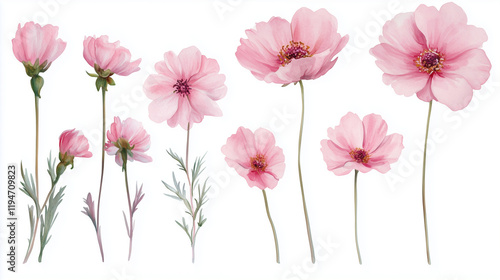 Wallpaper Mural Watercolor set of delicate pink cosmos flowers isolated on white background Torontodigital.ca
