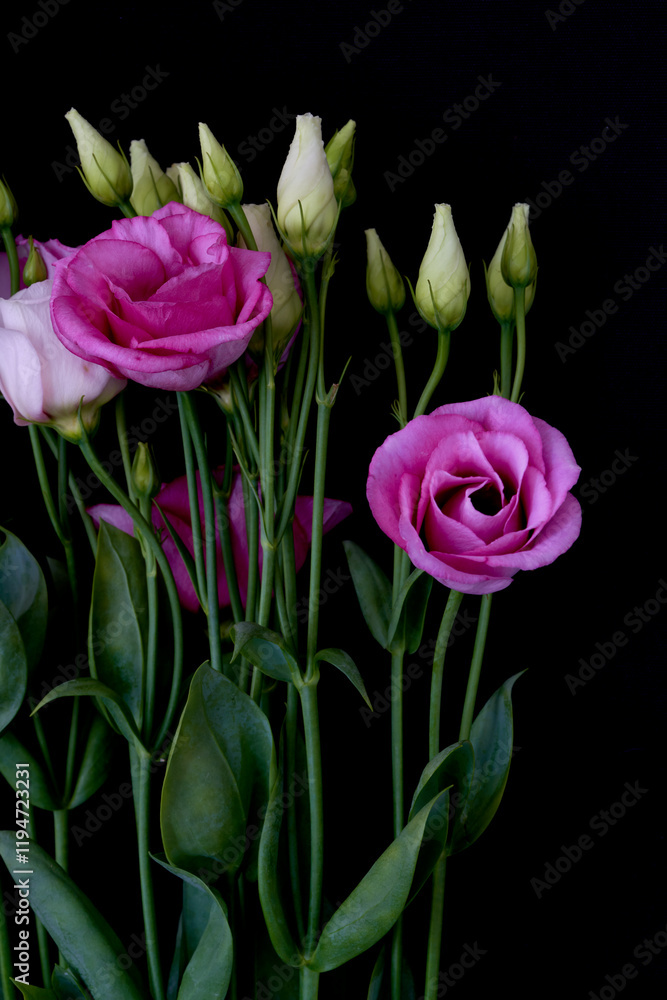 eustoma flower grows in the apartment eustoma flower grows in the apartment
