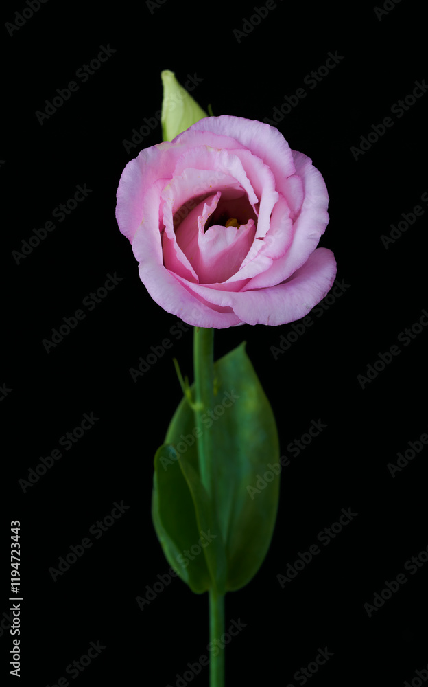 eustoma flower grows in the apartment eustoma flower grows in the apartment