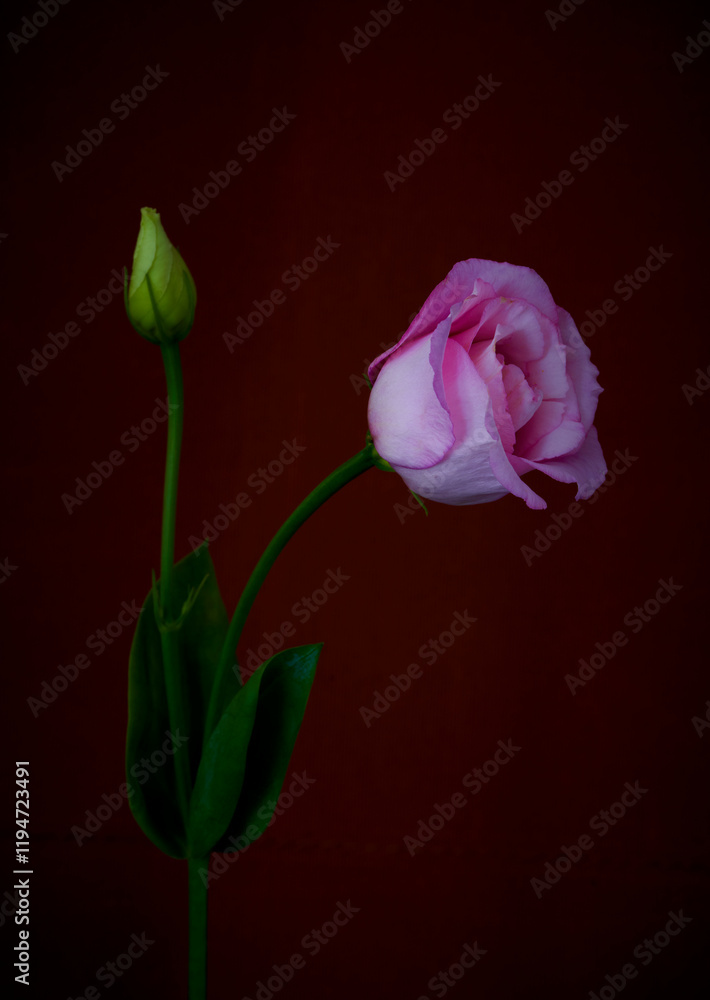 Fototapeta premium eustoma flower grows in the apartment