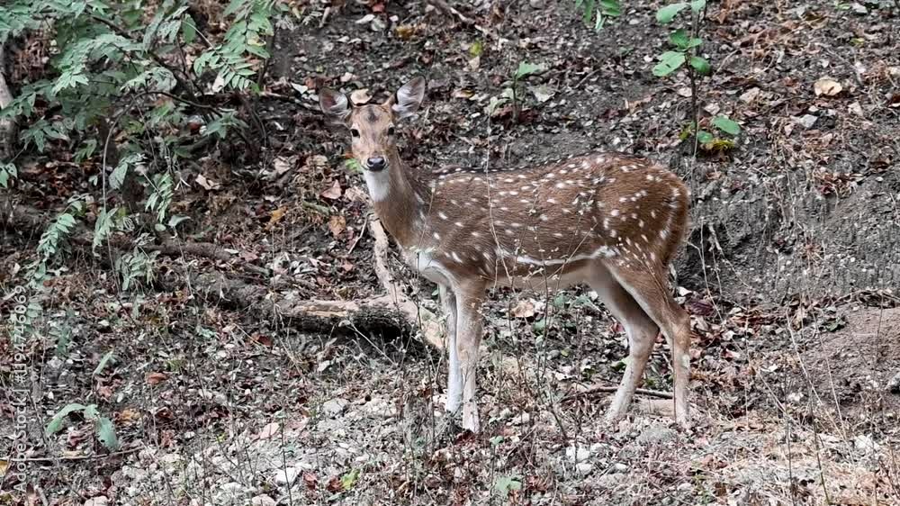 Spotted deer standing at the foot of the hill in Pench national park Spotted deer standing at the foot of the hill in Pench national park