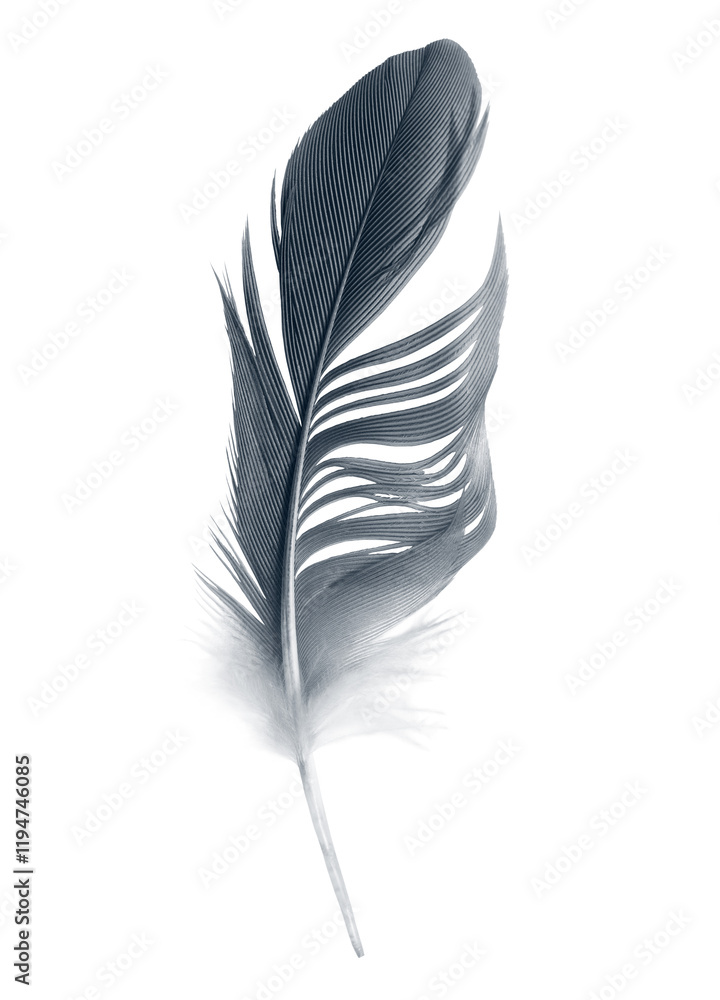 Bird swan black feather on white background Bird swan black feather on white background