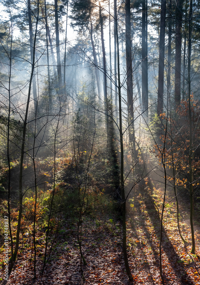 Fototapeta premium sun beams through winter foliage of forest in holland