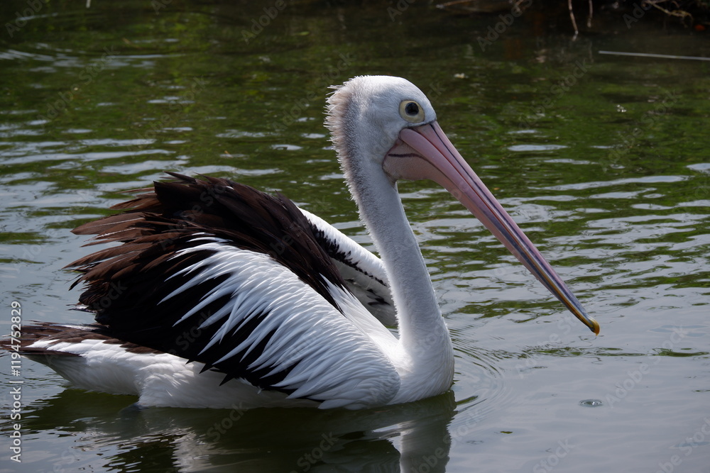 A beautiful pelican is circling the lake at a zoo in Solo, Indonesia A beautiful pelican is circling the lake at a zoo in Solo, Indonesia