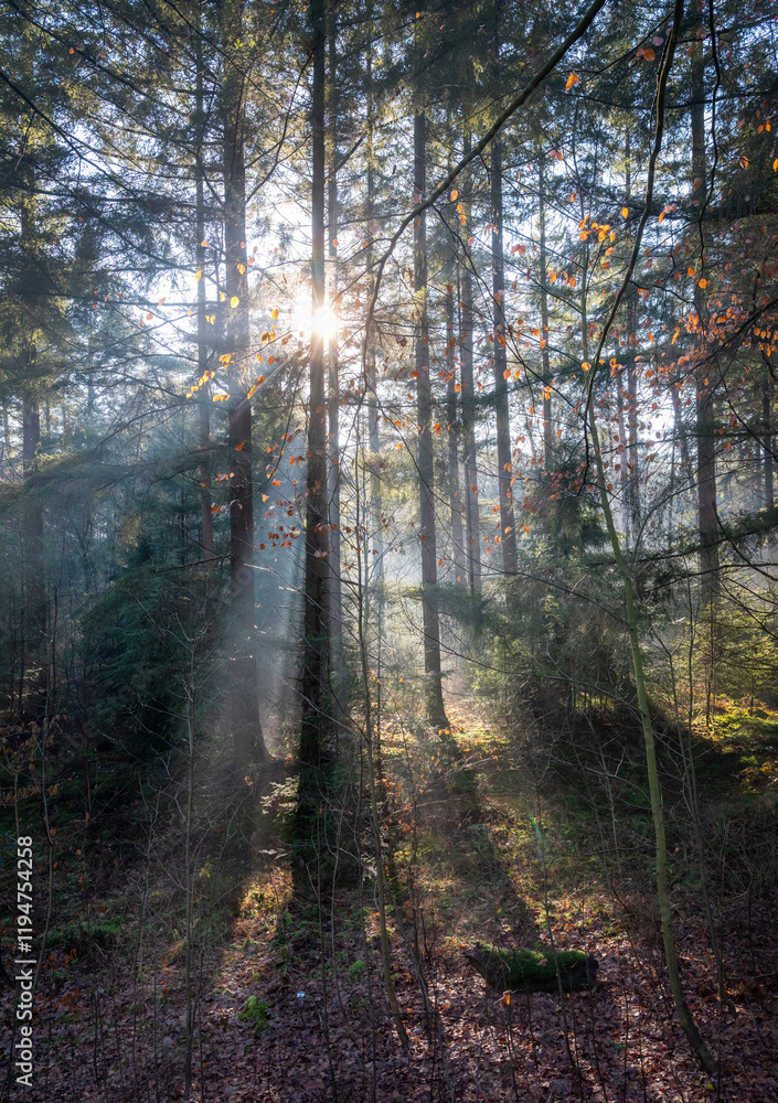Obraz premium sun beams through winter foliage of forest in holland
