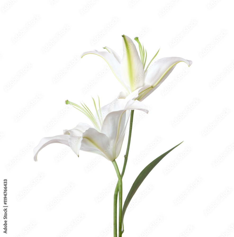 Two white Lily flowers isolated on a white background. Madonna lily