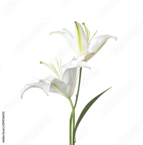 Obraz na płótnie Two white Lily flowers isolated on a white background. Madonna lily w salonie
