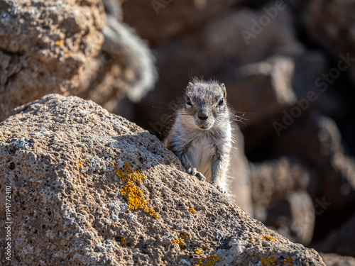 atlashörnchen photo