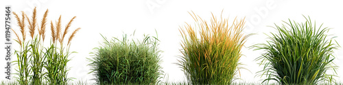 Collection of Ornamental Grasses Isolated on White Background