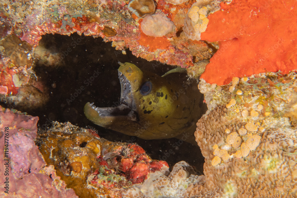 Fototapeta premium Moray eel Mooray lycodontis undulatus in the Sea of the Philippines