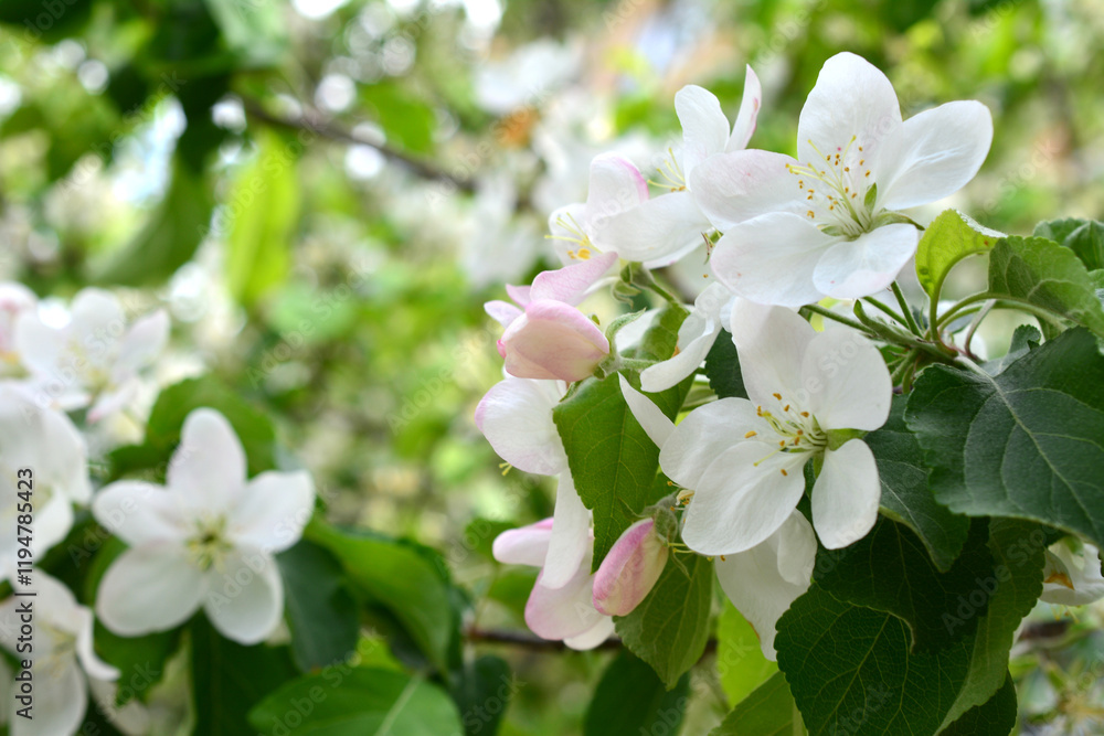 a close up of a blooming apple tree with white flowers spring background a close up of a blooming apple tree with white flowers spring background