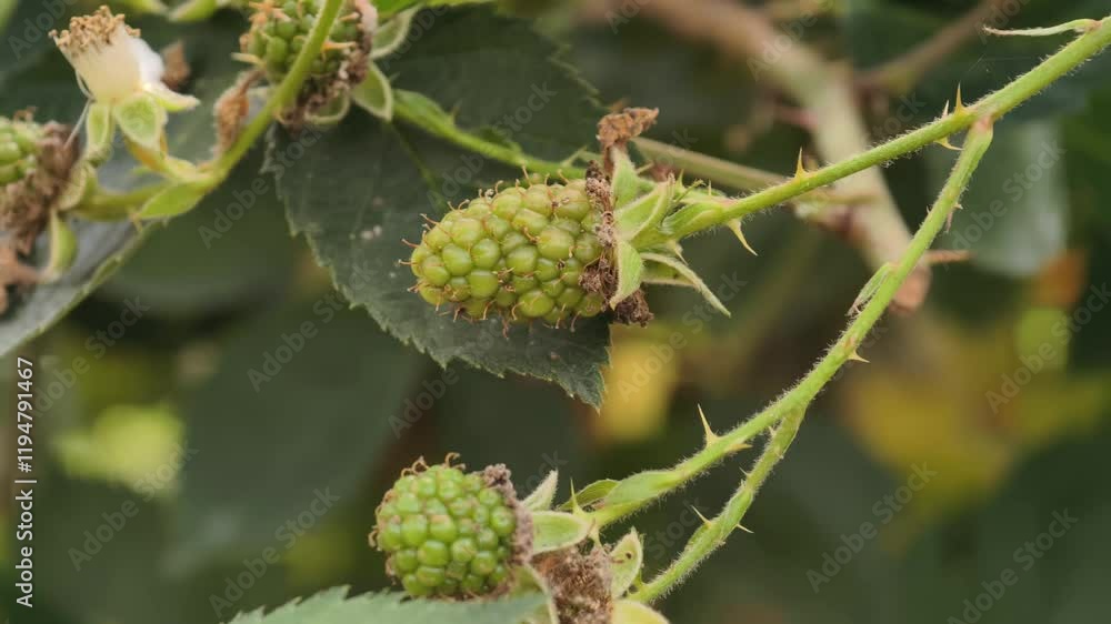 Young raspberries on the tree Young raspberries on the tree