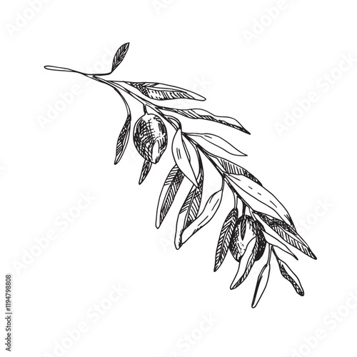 Olive Branch with Olives isolated on background. Hand drawn illustration in outline style. Black and White line art for cards, logos and food, cosmetic design.