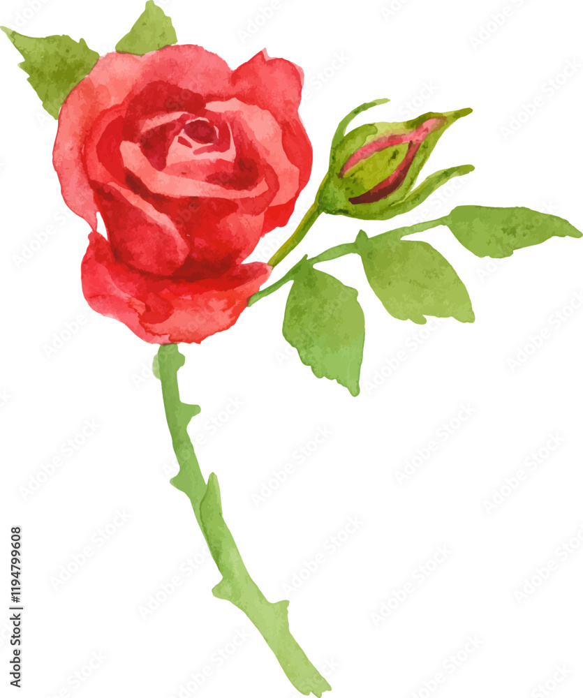 Fototapeta premium Vector watercolor painted rose flower. Hand drawn design element isolated on white background.