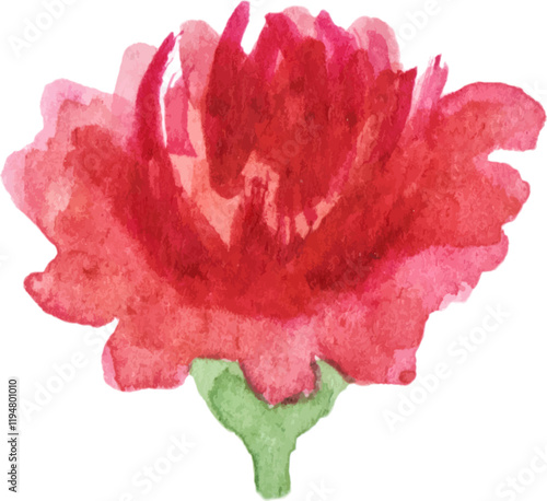Watercolor painted carnation flower. Hand drawn design element isolated on white background.