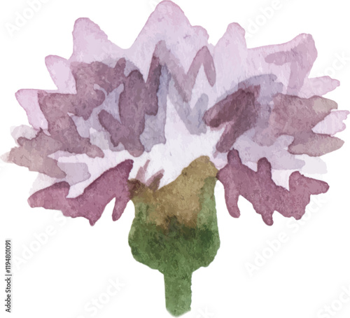 Watercolor painted carnation flower. Hand drawn design element isolated on white background.