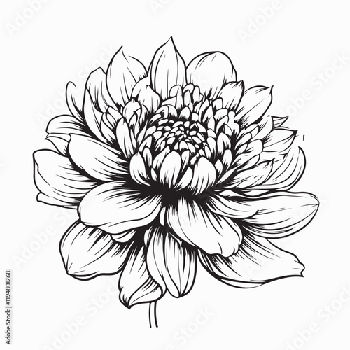 Beauty Aster Stock Illustrations. Black and white Aster Flower image vector.