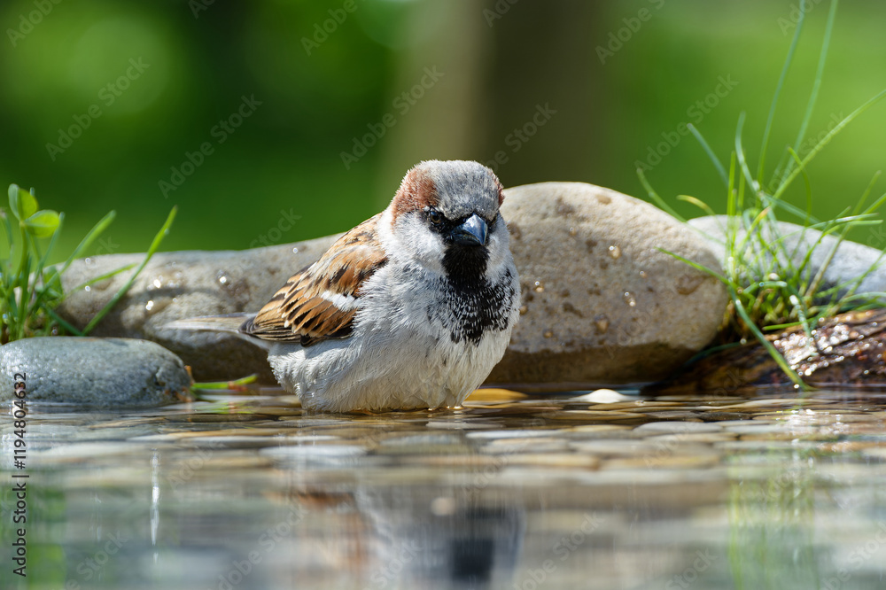 House sparrow, male resting in water at a bird watering hole. Czech Republic