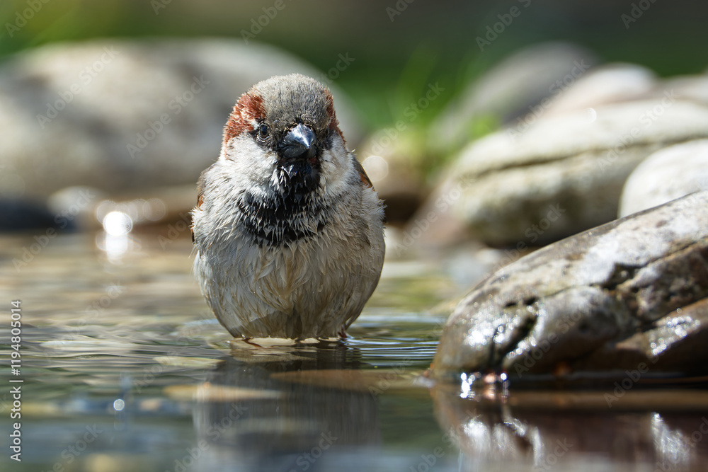 House sparrow, male standing in water at a bird watering hole. Front view. Czechia