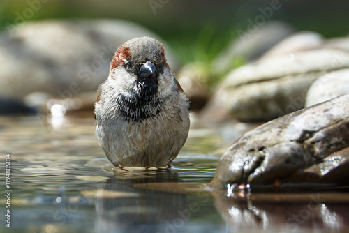 House sparrow, male standing in water at a bird watering hole. Front view. Czechia