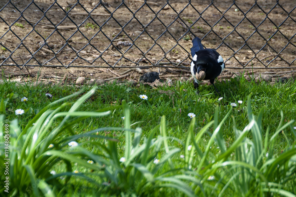 Magpie carries a walnut from the fence. Czechia.
