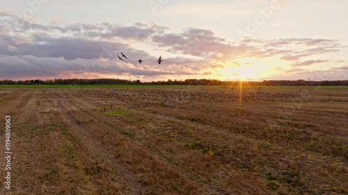 Geese fly in the background of the sunset