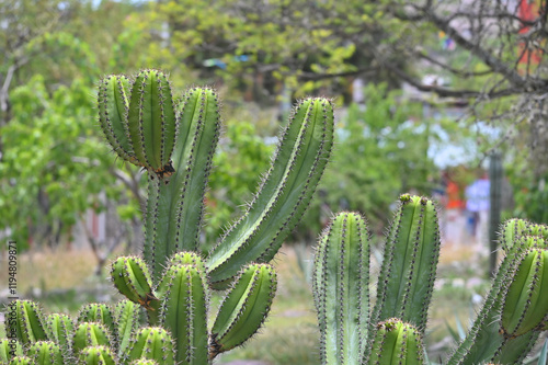 Closeup green cactus with needles photo