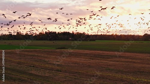 Geese fly over the field