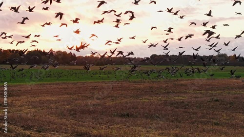 Geese fly in the golden hour