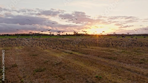 Geese golden hour fly