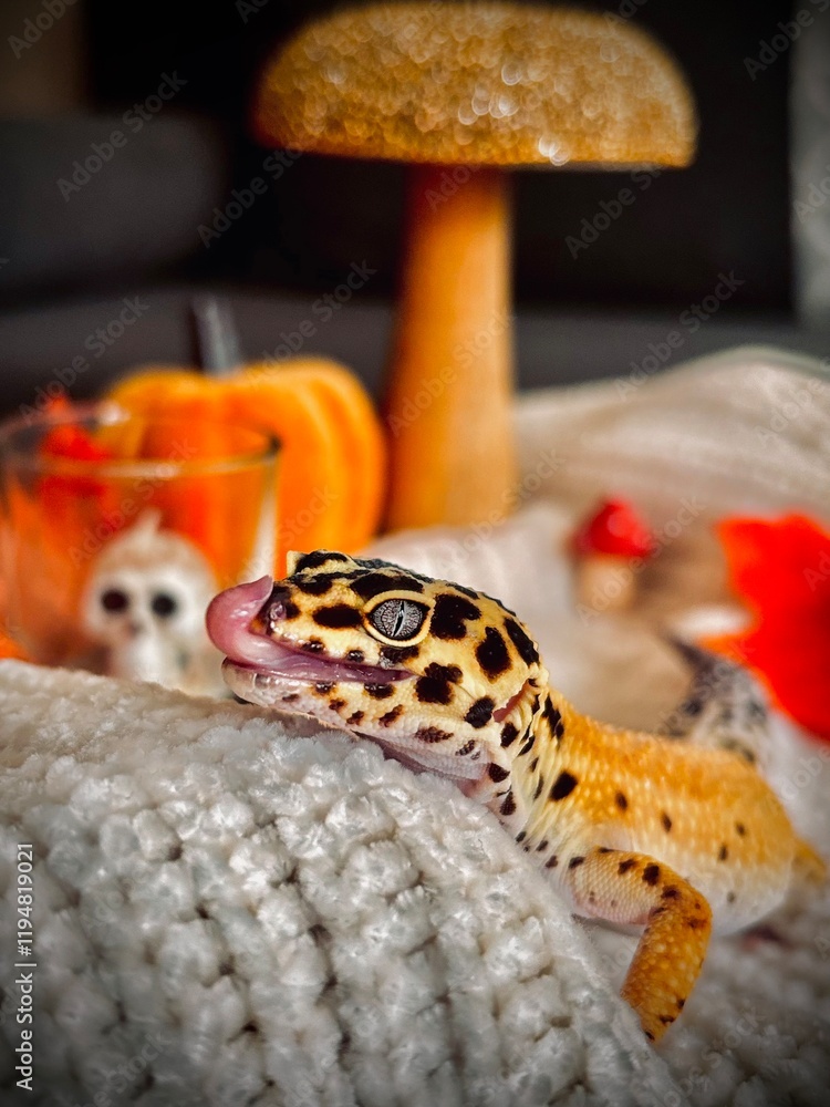 Fototapeta premium Leopard gecko
