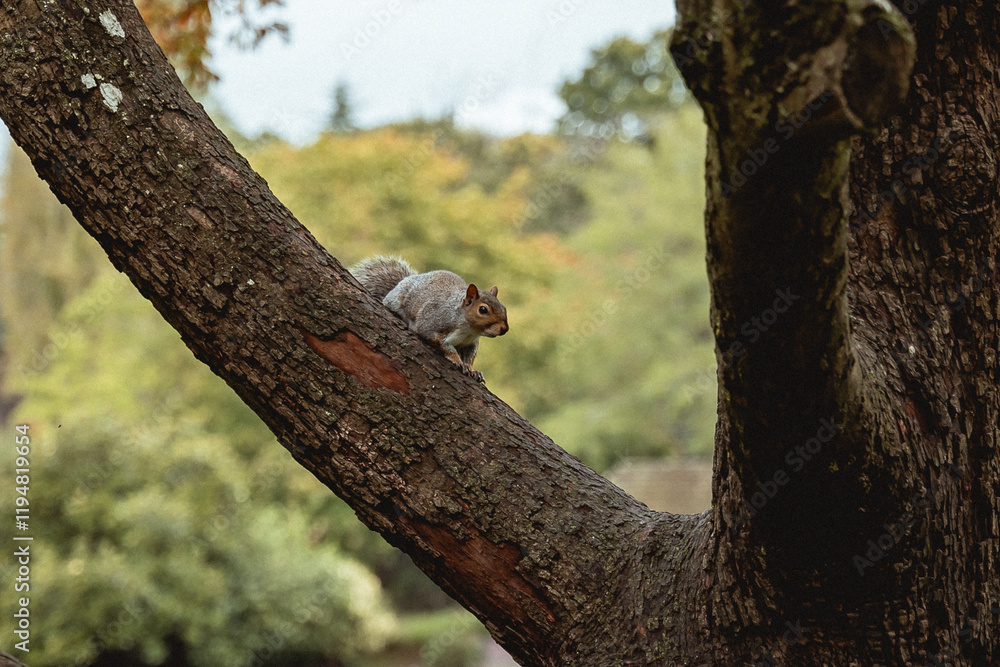 Squirrel on a tree